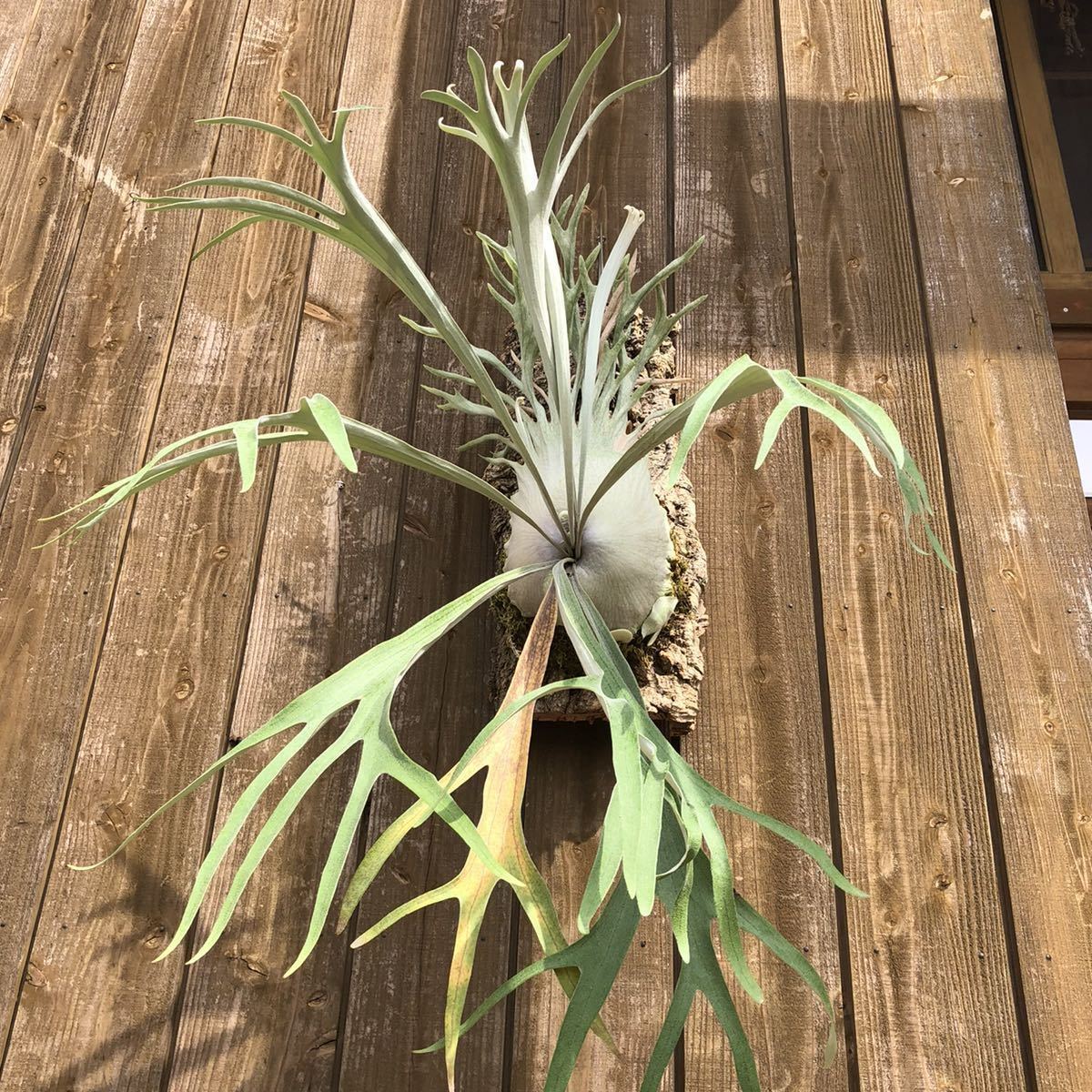 人気商品は ビカクシダ veitchii wild 子株 #1 select 植物/観葉植物