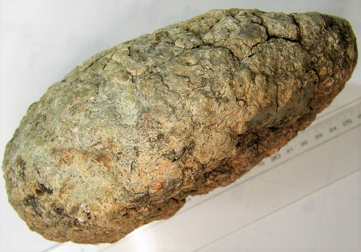 高品質お手頃価格 化石『恐竜の糞化石』コプロライト 希少 標本 稀石