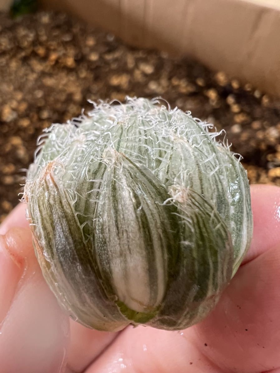 多肉植物 ハオルチア ミラーボール錦 サボテン 売買されたオークション情報 Yahooの商品情報をアーカイブ公開 オークファン Aucfan Com 多肉植物 ハオルチア ミラーボール錦 サボテン 売買されたオークション情報 Yahooの商品情報をアーカイブ公開 オークファン Aucfan Com
