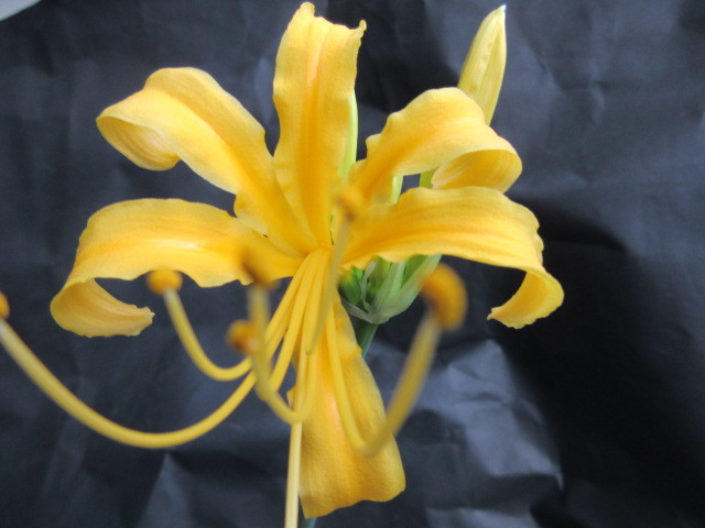 彼岸花 濃黄色 開花球１球 （23年9月16日撮影 ）写真画像にて花色・花柄・花姿ご判断を　肥培に努め秋の美しい花楽しみを_画像10