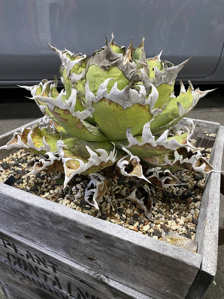 Yahoo!オークション - PCP特選アガベ Agave titanota あの Yahoo!オークション - PCP特選アガベ Agave titanota あの