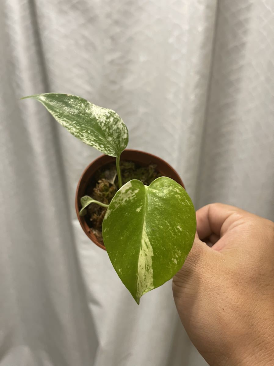 モンステラホワイトモンスター・テンシンラン(monstera white monster