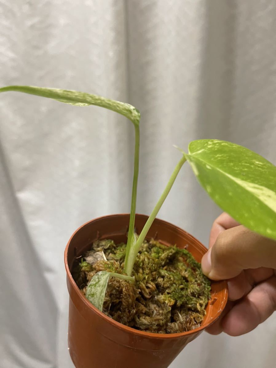 モンステラホワイトモンスター・テンシンラン(monstera white monster