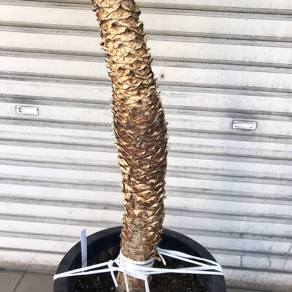 超大株!! 背高め! ユッカ デスメティアーナ 10号 超大株!! 背高め! ユッカ デスメティアーナ 10号
