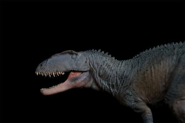 PNSO 成長シリーズ 62 シンラプトル 恐竜 動物 フィギュアおもちゃ 模型 リアル PVC 恐竜好き 誕生日 プレゼント 21.6cm級_画像6