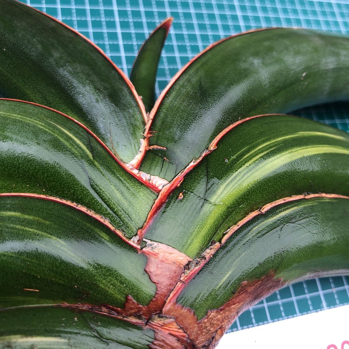 Sansevieria Rorida*サンスベリアロリダ*斑入り