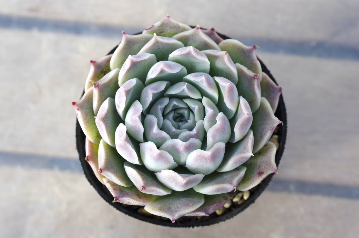 【人気種】エケベリア ヒアリナ ラパス 実生 原種 Echeveria hyalina,SanLuis de La Paz 多肉植物 ドイツ種子 _画像2