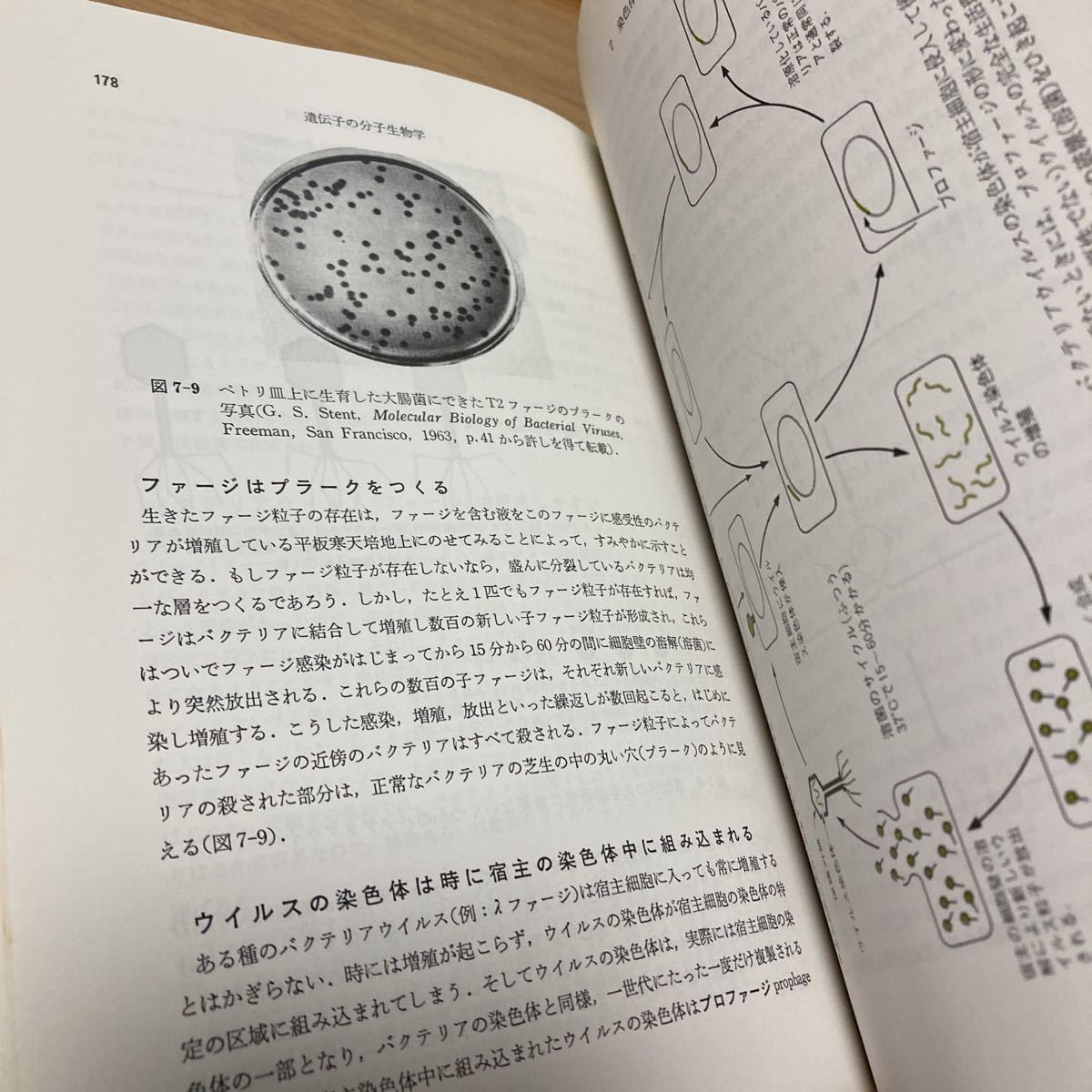 遺伝子の分子生物学　上 （第３版） Ｊ．Ｄ．ワトソン／著　三浦謹一郎／〔ほか〕共訳_画像10