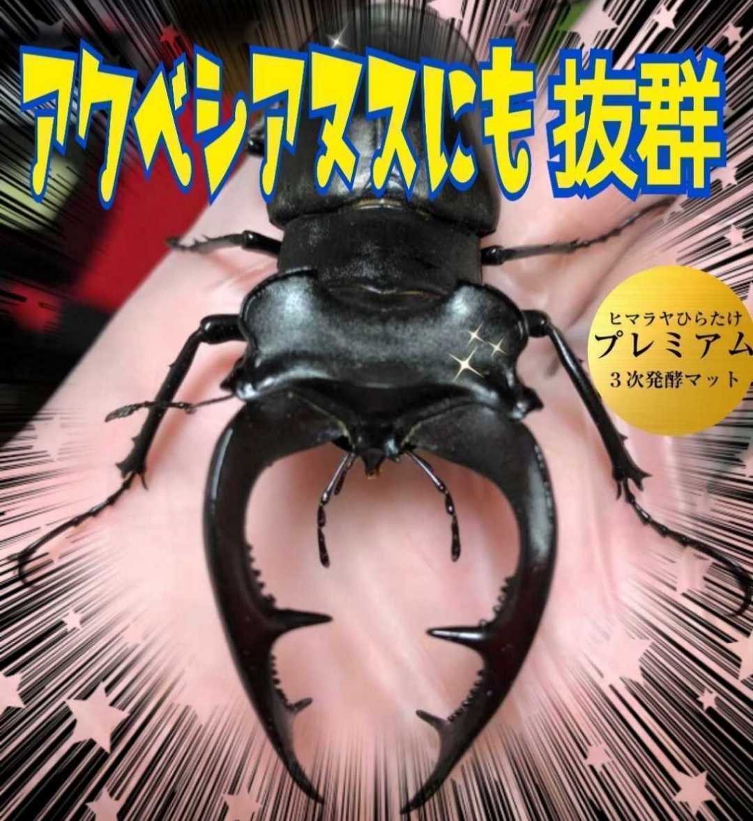 ノコギリクワガタにも抜群！進化した！プレミアム3次発酵マット☆栄養添加剤・共生バクテリア３倍配合☆産卵にも抜群！トレハロース増量！_画像6