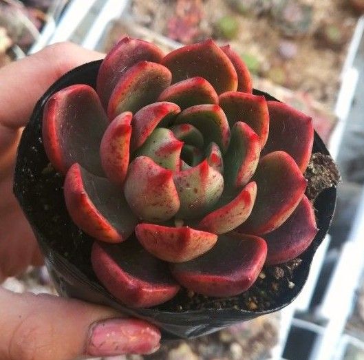 赤多肉 韓国苗 エケベリア サル 多肉植物 抜き苗|Yahoo!フリマ 赤多肉 韓国苗 エケベリア サル 多肉植物 抜き苗|Yahoo!フリマ