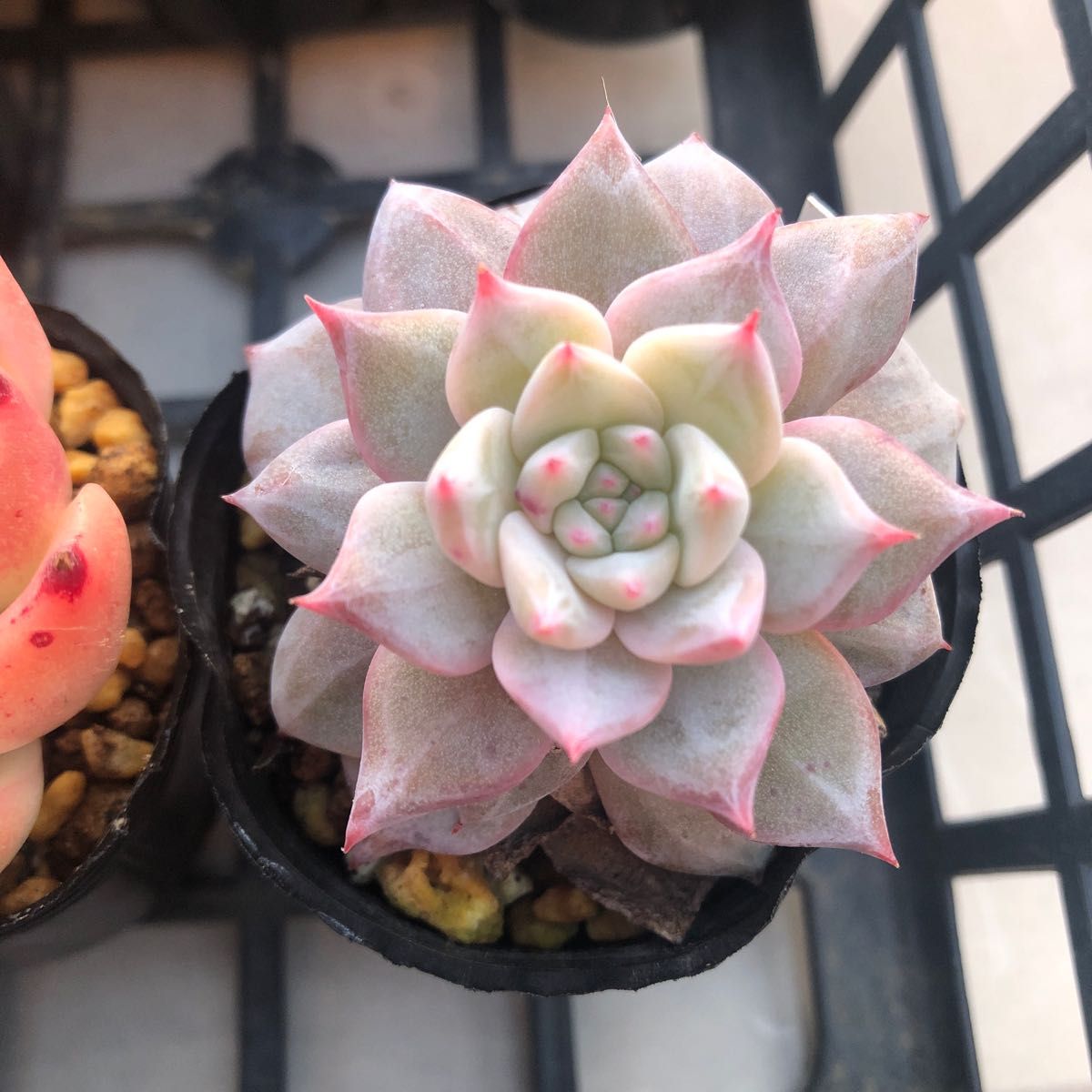 多肉植物 ブルーバード ホワイトホエール 抜き苗 エケベリア 多肉植物 ブルーバード ホワイトホエール 抜き苗 エケベリア
