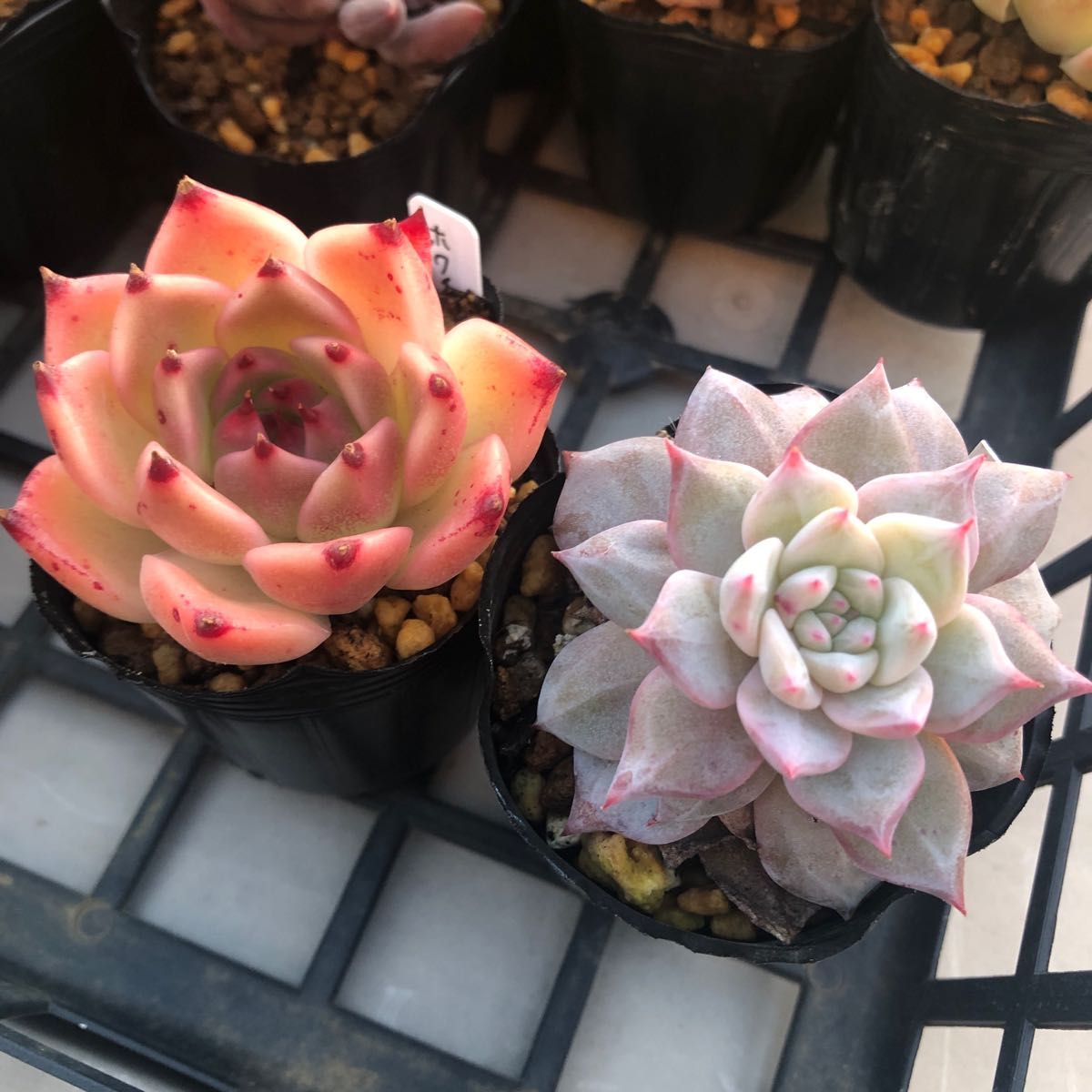 多肉植物 ブルーバード ホワイトホエール 抜き苗 エケベリア 多肉植物 ブルーバード ホワイトホエール 抜き苗 エケベリア