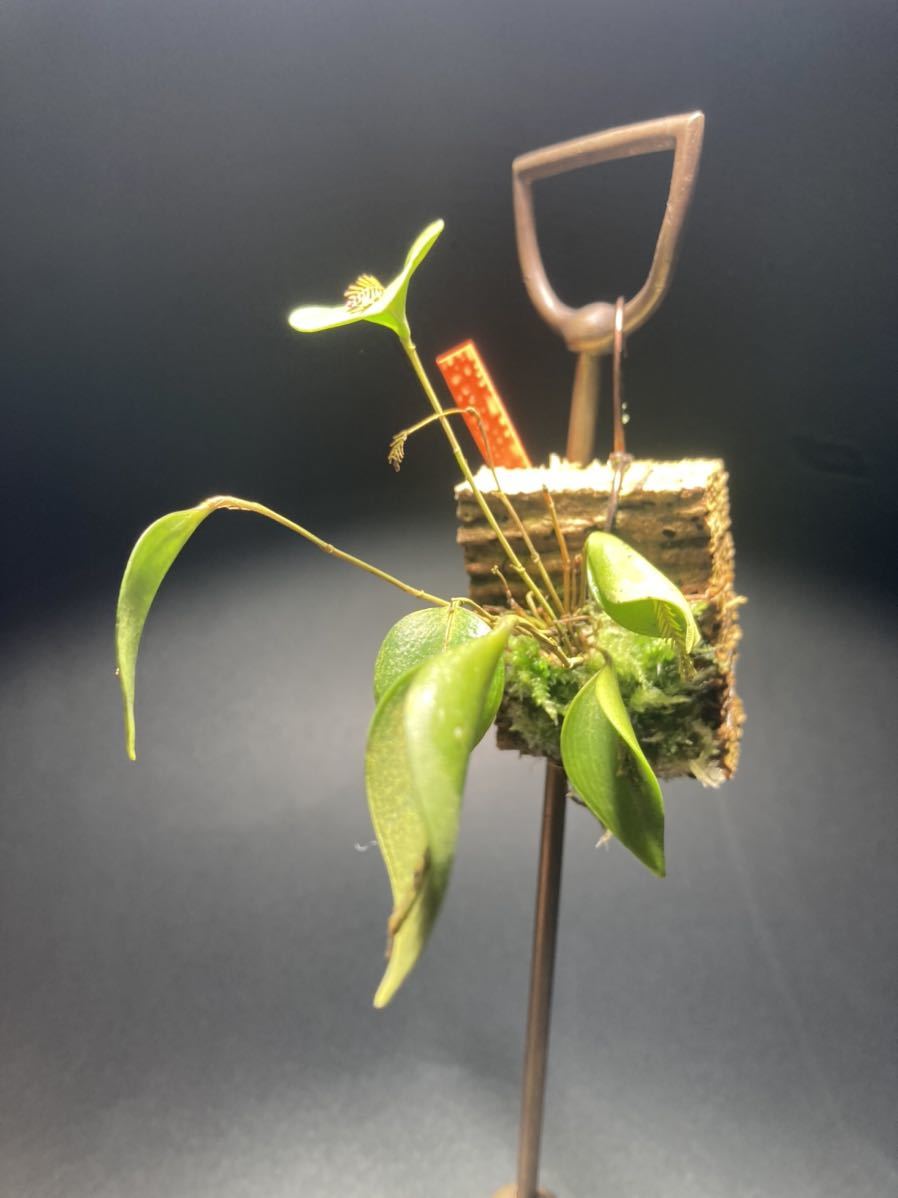 Lepanthes fimbriata レパンテス 小型ランエクアドル 洋蘭山野草 ラン