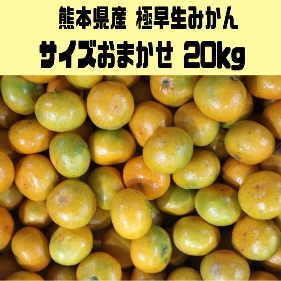 【送料無料◎１スタ!!】熊本県産 極早生みかん サイズおまかせ 箱込み約20kg 家庭用_画像1