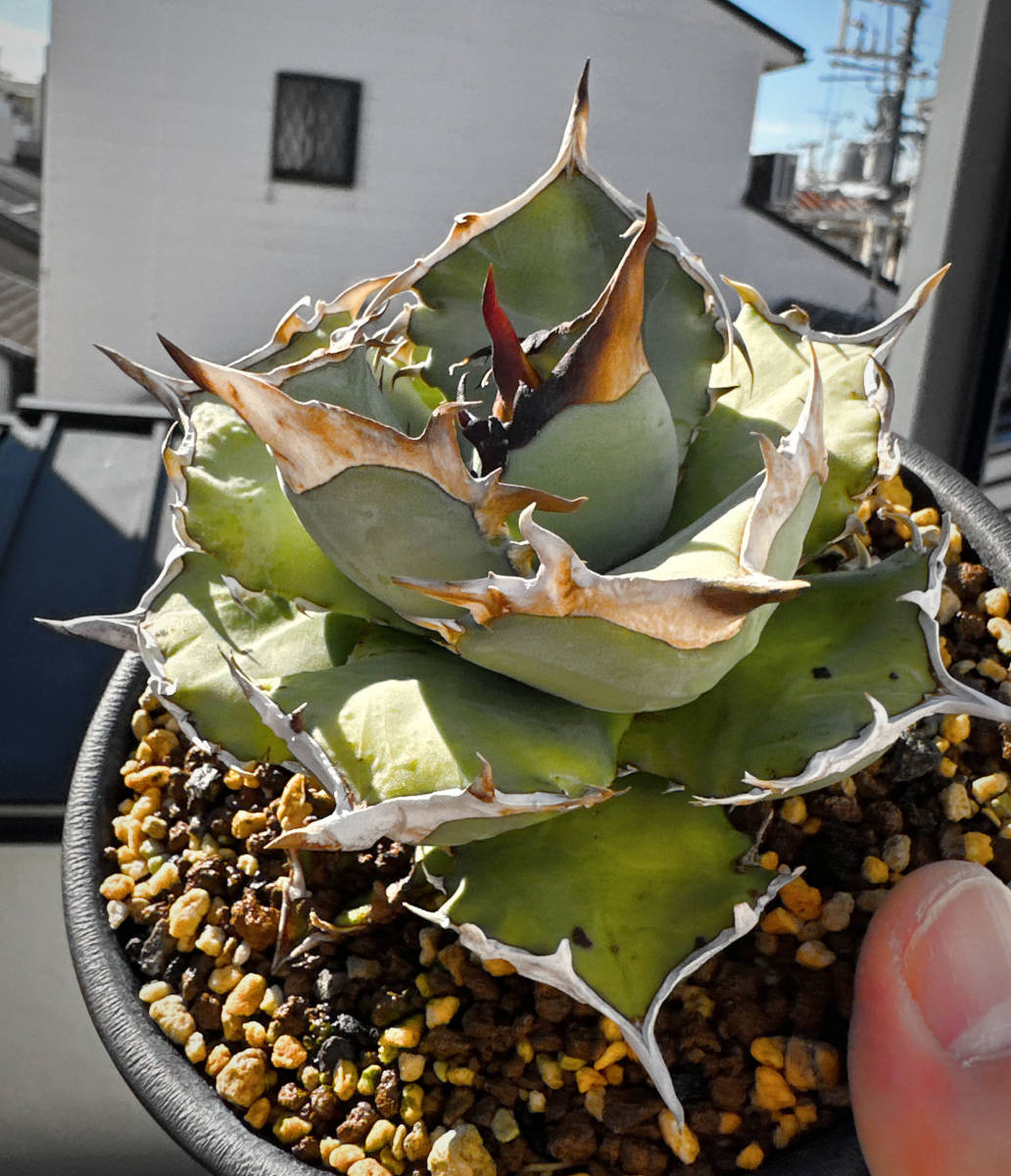 日本人気超絶の 植物/観葉植物 アガベ チタノタ 阿修羅 中株 子株付き