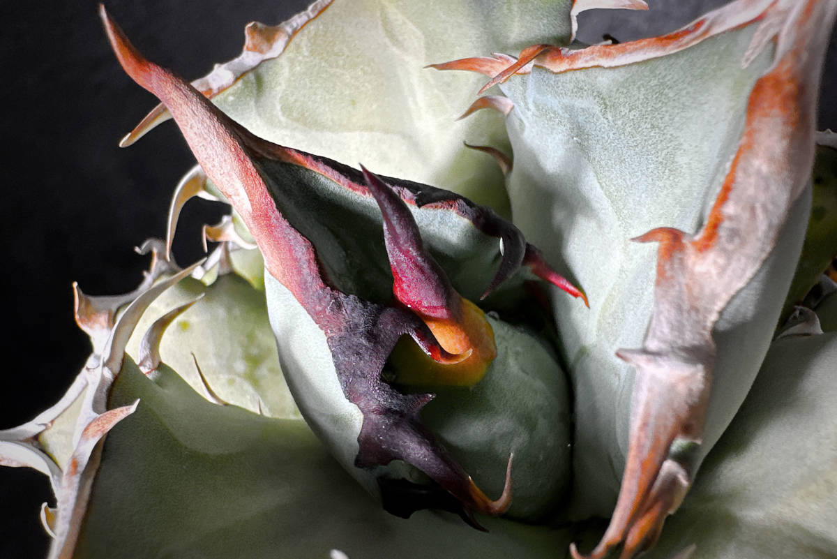 AGAVE TITANOTA 阿修羅】極上株 プリプリ 阿修羅 中株 アガベチタノタ