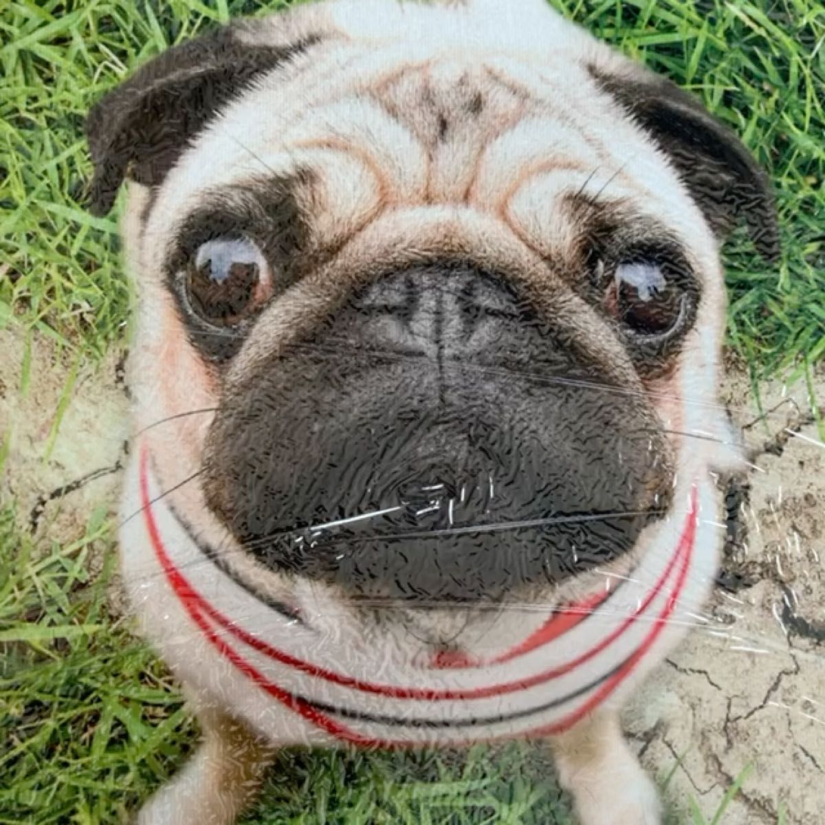新品 価格相談ok 40×60 可愛い犬 玄関マット 裏に滑り止め有り