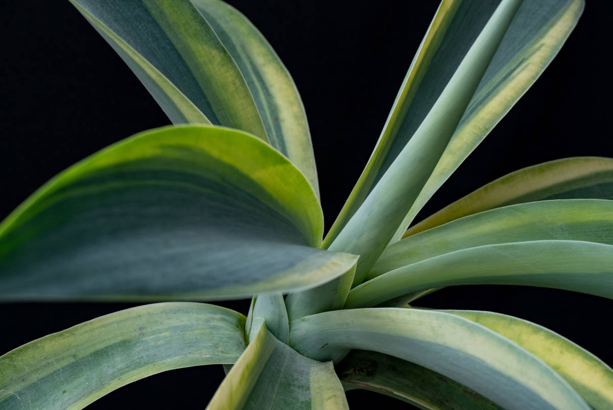 アガベ アテナータ スーパーノヴァ 覆輪斑型 Agave attenuata