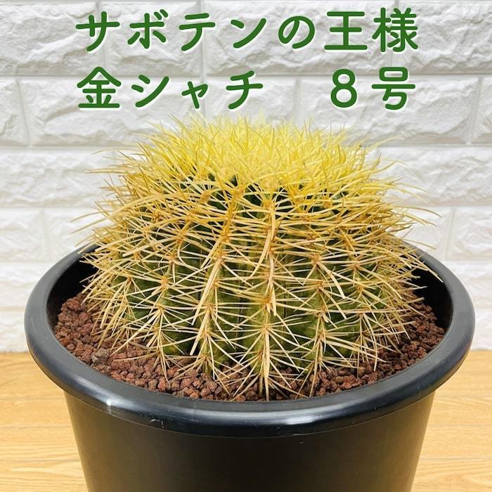 bigblaze様 金鯱8号2点 Yahoo!オークション - サボテンの王様 金鯱 8号鉢 大型 観葉植物