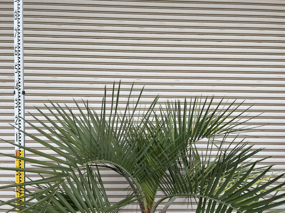 ココスヤシ 形状良 幹極太 ヤシの木 ヤシ 庭木 植木 庭 シンボル ココスヤシ 形状良 幹極太 ヤシの木 ヤシ 庭木 植木 庭 シンボル
