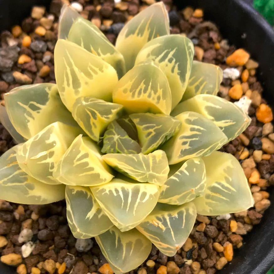 Yahoo!オークション - 多肉植物 ハオルチア オブツーサ錦 花水晶 Yahoo!オークション - 多肉植物 ハオルチア オブツーサ錦 花水晶