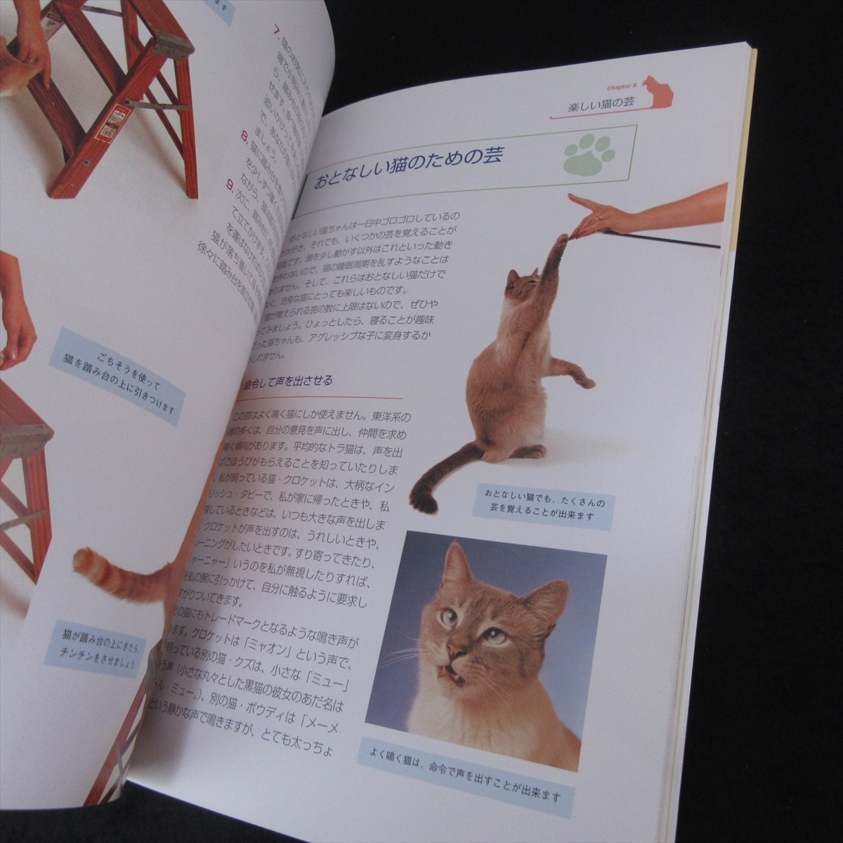  прекрасный товар *книга@[.... кошка .... кошка тренировка ]# отправка 170 иен Miriam *fi-ru Zoo babino домашнее животное жизнь фирма 1 день 10 минут воспитание прогулка .*