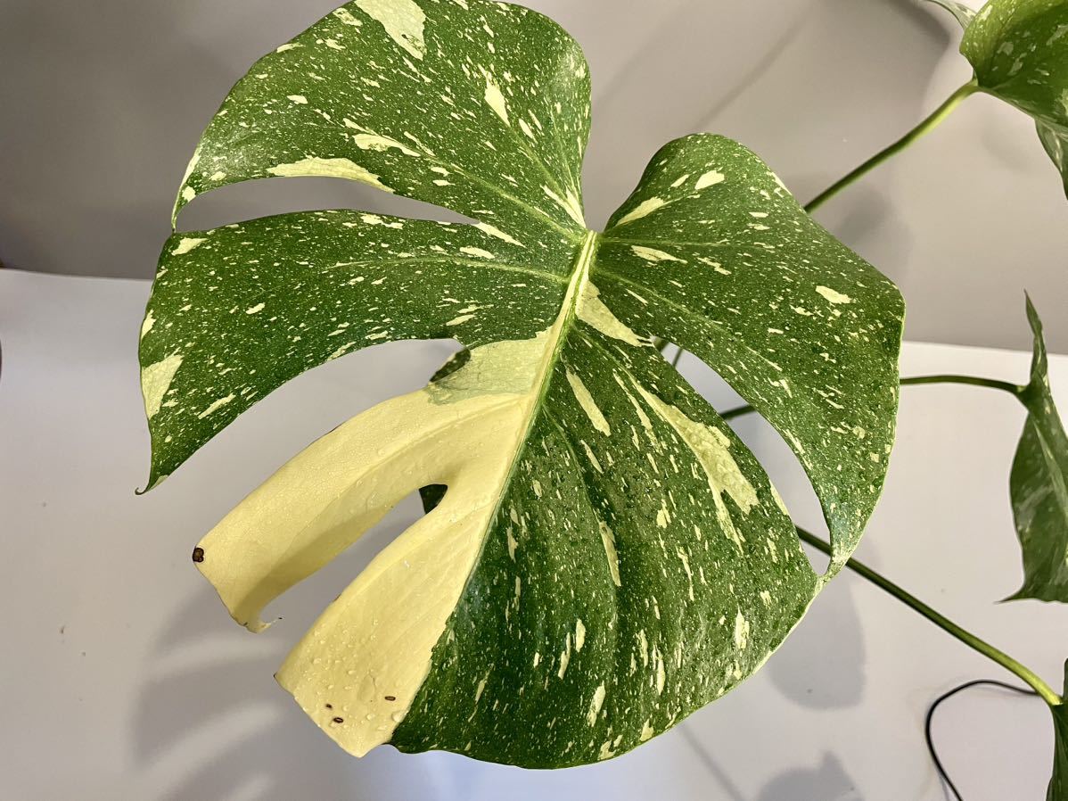 MONSTERA Thai Constellation Variegata モンステラ デリシオーサ タイ