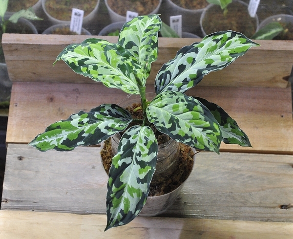 アグラオネマ ピクタム ラプラス 箱個体 Aglaonema pictum Laplace UC