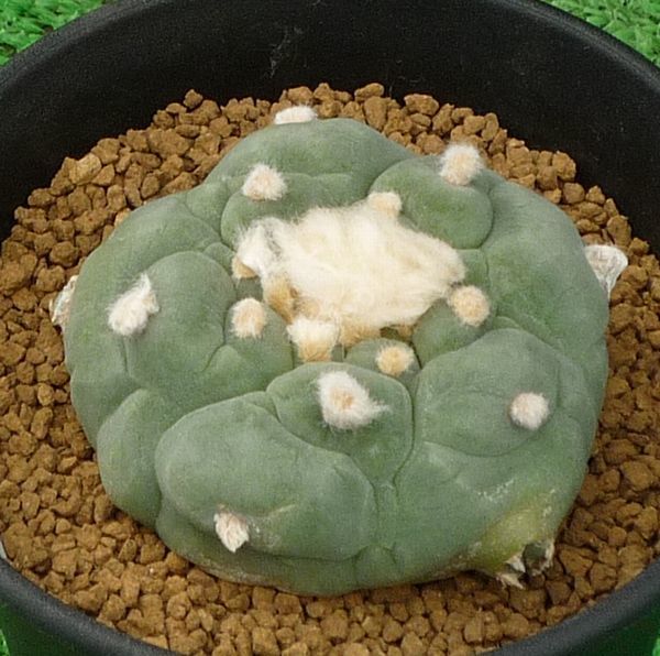 サボテン、多肉植物 谷田貝疣銀冠-25 | nyatislabs.co.za