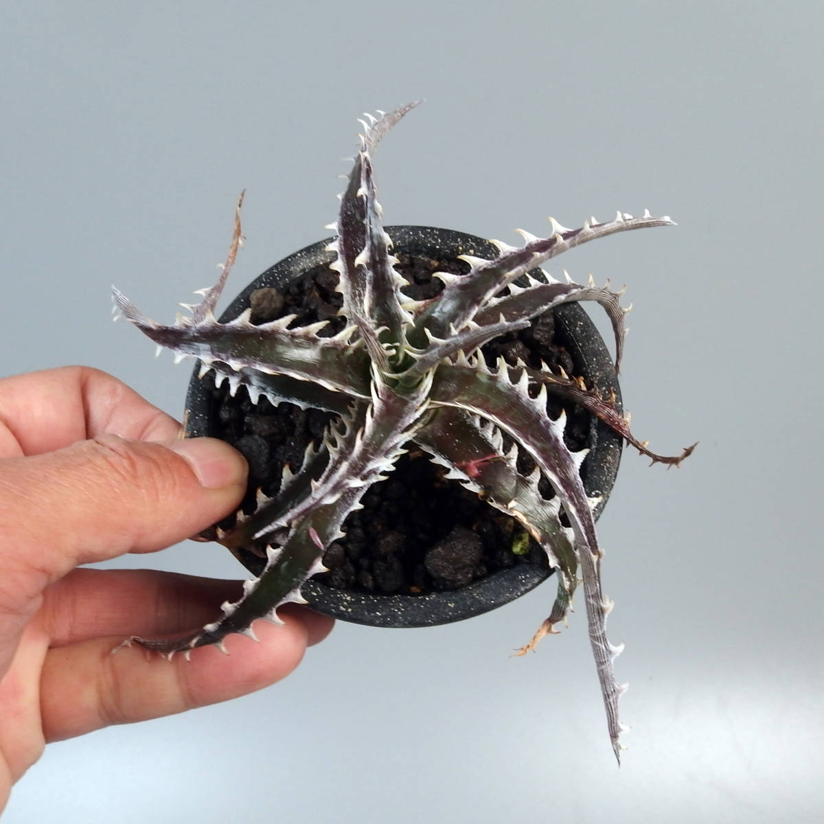 ヤフオク! - SALE! 6. ディッキア ☆ Dyckia Z'GOK...