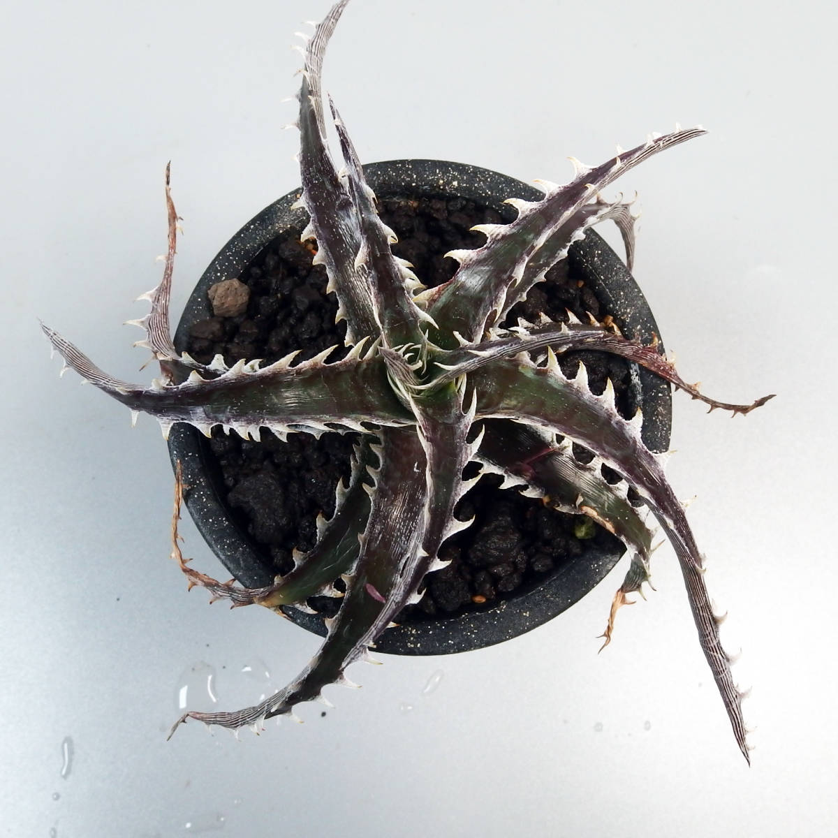 ヤフオク! - SALE! 6. ディッキア ☆ Dyckia Z'GOK...