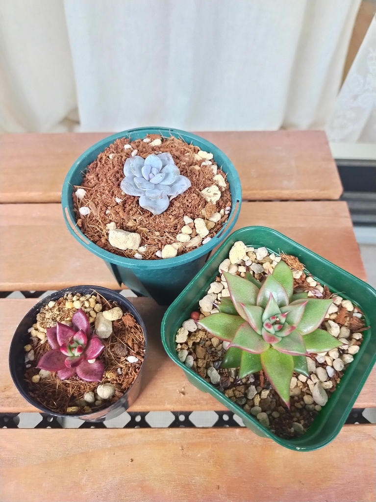 定形外 ロメオルビン ロメオ ラウイ 小苗3個セット 多肉植物 エケベリア Y(サボテン)|売買されたオークション情報、yahooの商品情報をアーカイブ公開 - オークファン(aucfan.com) 定形外 ロメオルビン ロメオ ラウイ 小苗3個セット 多肉植物 エケベリア Y(サボテン)|売買されたオークション情報、yahooの商品情報をアーカイブ公開 - オークファン(aucfan.com)