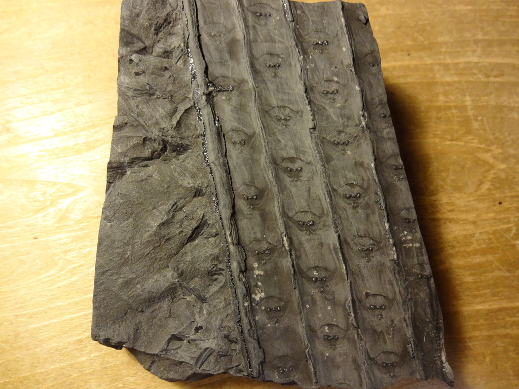 植物化石　ロボク　フウインボク、スティグマリア（リンボクの担根体）_画像2