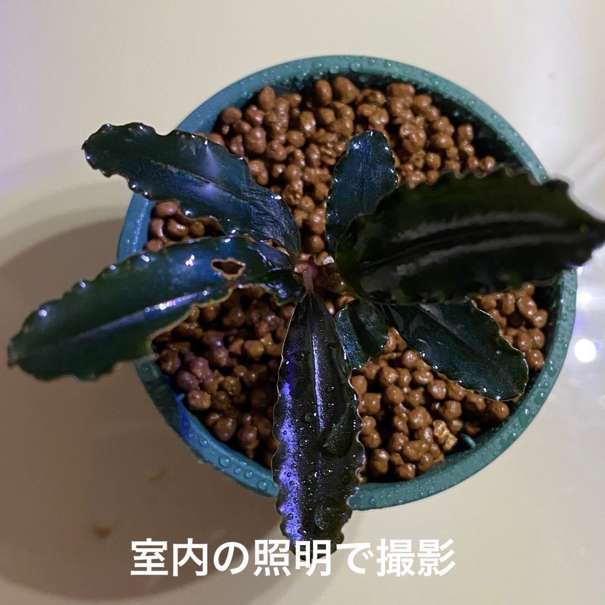 Bucephalandra sp black angel ブセファランドラ|Yahoo!フリマ Bucephalandra sp black angel ブセファランドラ|Yahoo!フリマ