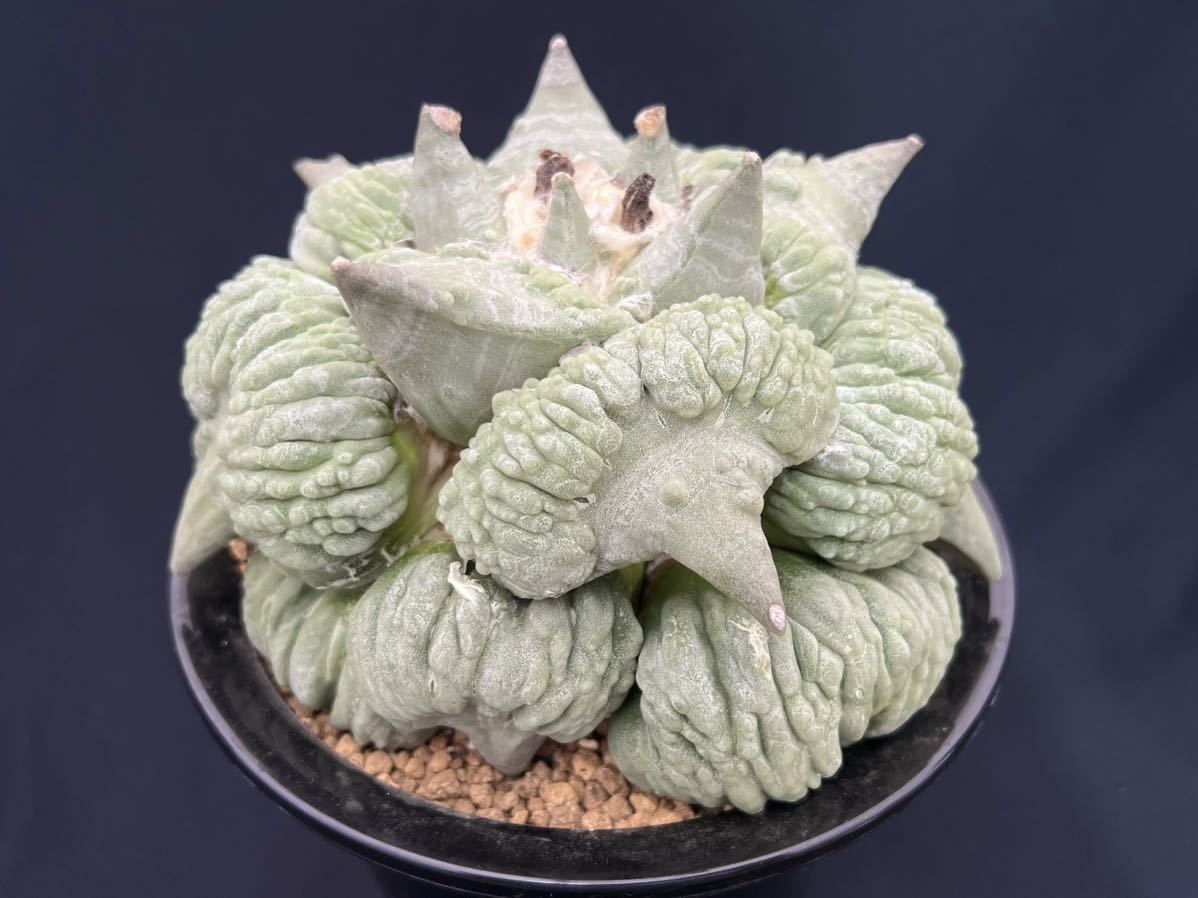 ヤフオク! - サボテン 花牡丹 美しいカリフラワー 希少 アリオカルプス...