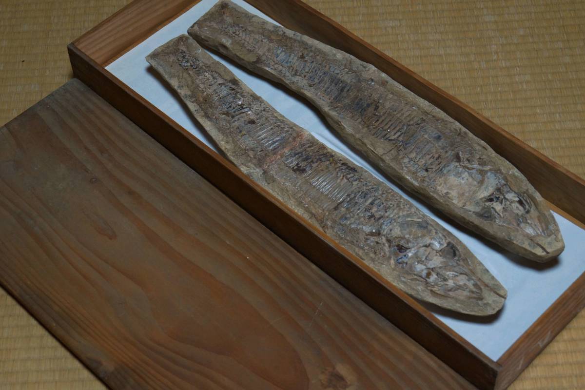 閑】古代魚化石 大振化石標本 魚の化石 原石鑑賞石 共箱 全長58cm 重量