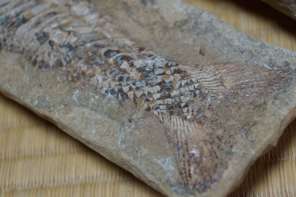 おすすめ特集 古代魚化石 大振化石標本 魚の化石 原石鑑賞石 共箱 全長
