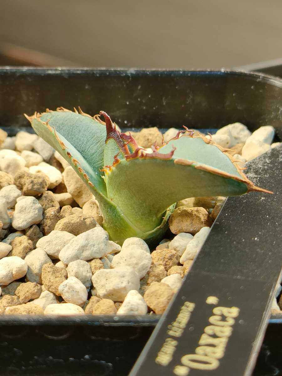 hiiro アガベ オアハカ 子株 agave titanota oaxaca 検 チタノタ オテロイ カリフォルニア メキシコ シーザー 現地(アガベ)|売買されたオークション情報