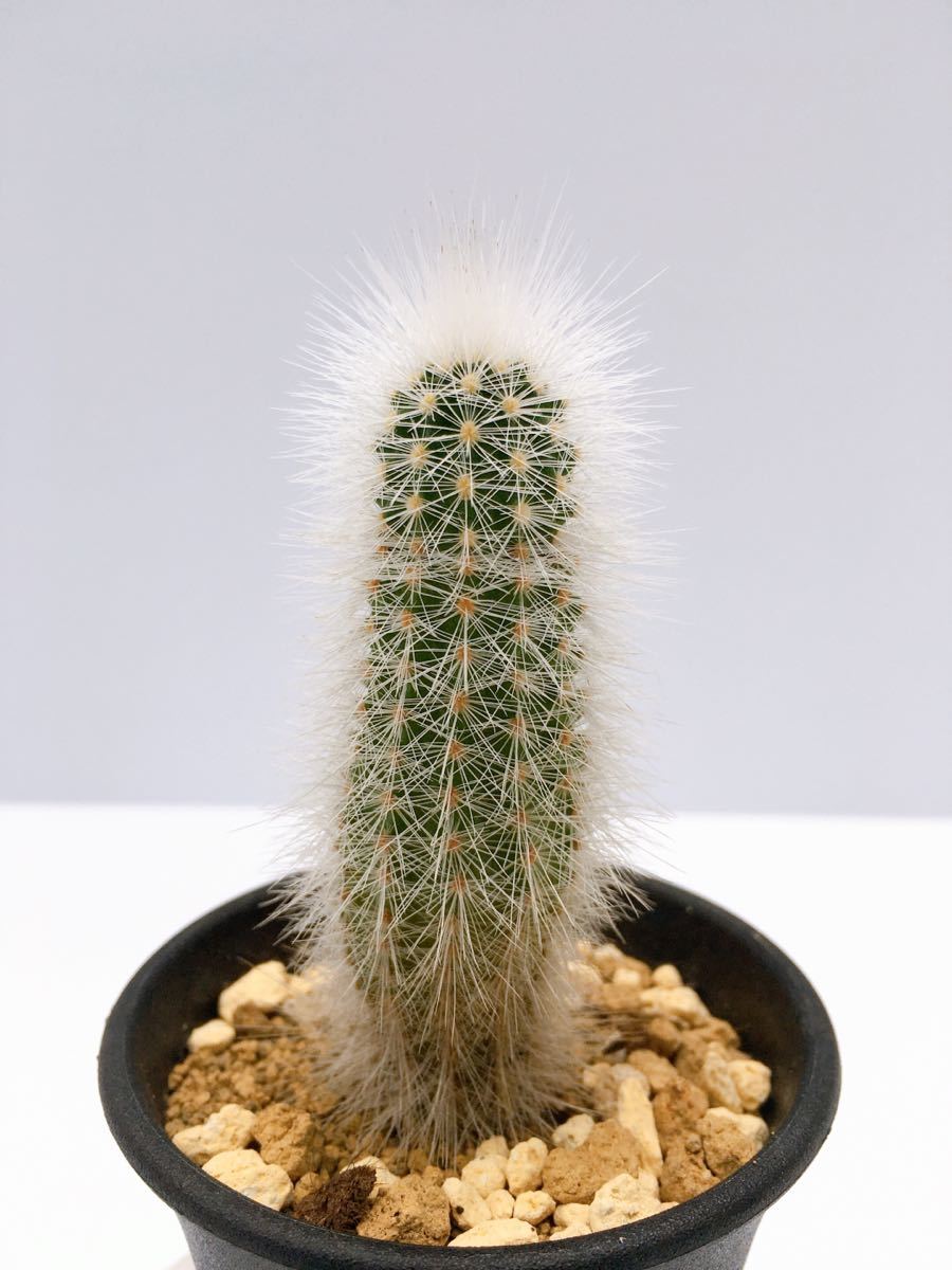 エキノセレウス ニボサス Echinocereus 原産地 メキシコ エビサボテン