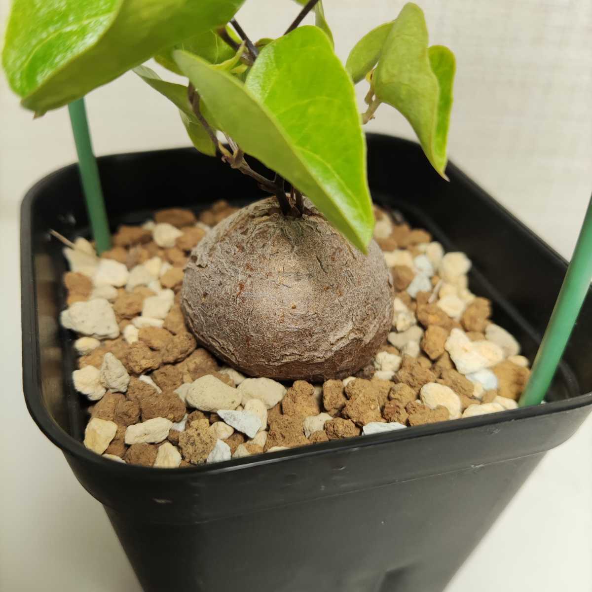 ディオスコレア エレファンティペス①(亀甲竜) Dioscorea elephantipes