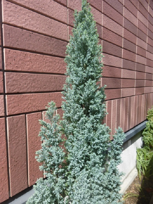  conifer # blue angel #~50. rom and rear (before and after) ~