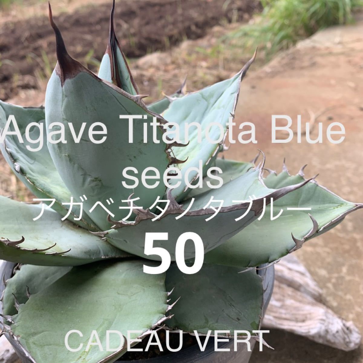 AgaveTitanotaBlue☆アガベチタノタブルー種子50粒+1粒発芽確認済