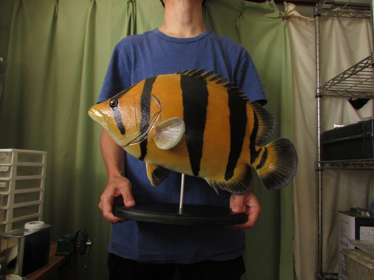 ●ハンドメイド ４８ｃｍダトニオ フィギュア レプリカ 模型 手作り 熱帯魚 fish craft REAL