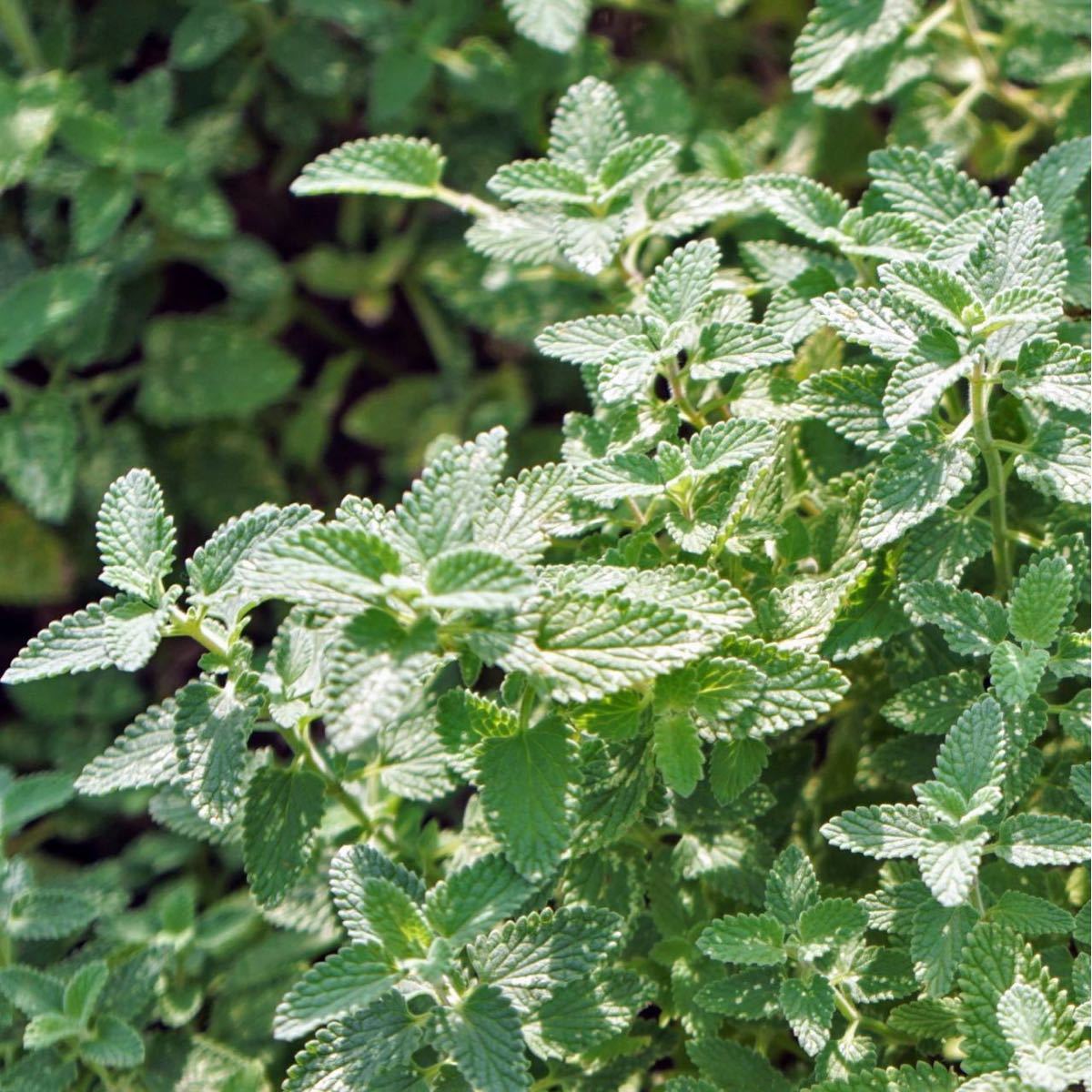 キャットニップ☆イヌハッカ 種 100粒以上! 植物 | mediacenter ...