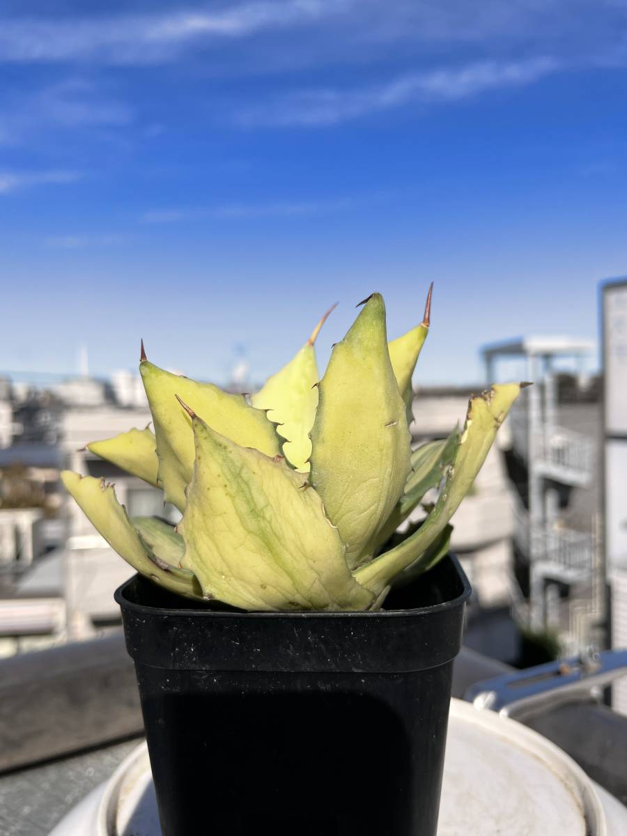 1 アガベ 楊貴妃 新鮮 塊根植物 グラキリス パキプス パキポディウム_画像3
