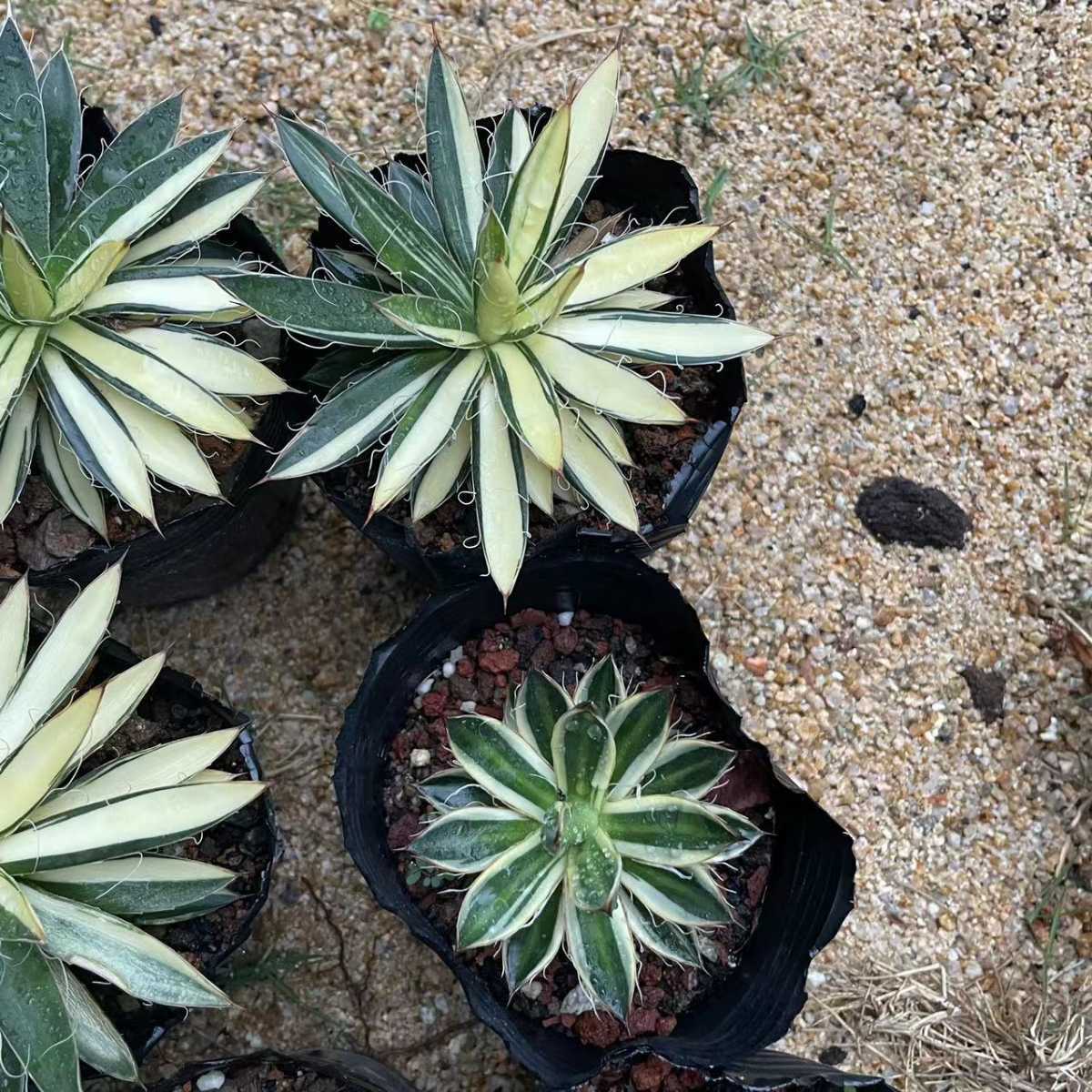 多肉植物 アガベ チタノタ乱雪錦 美株 10株