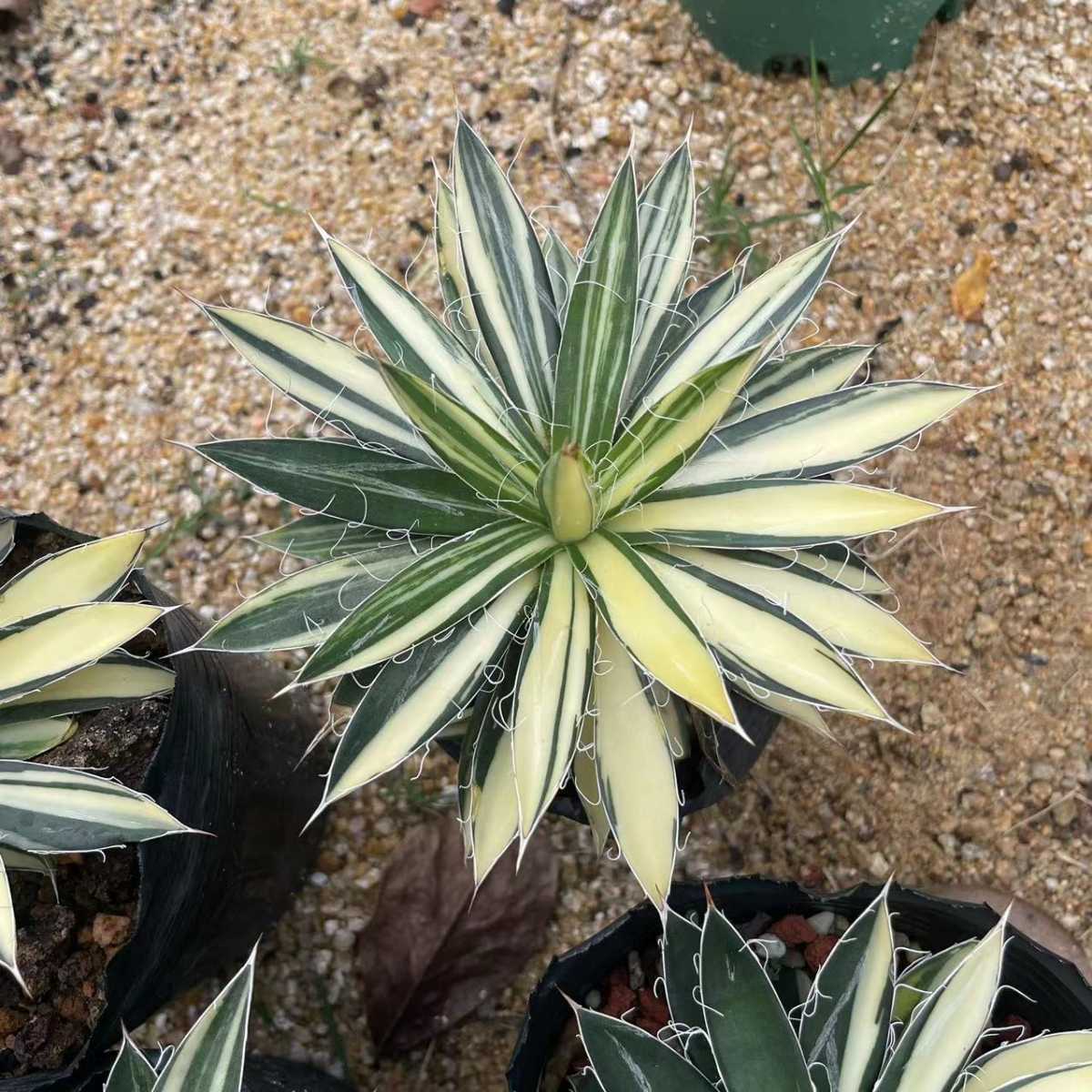 多肉植物 アガベ チタノタ乱雪錦 美株 10株