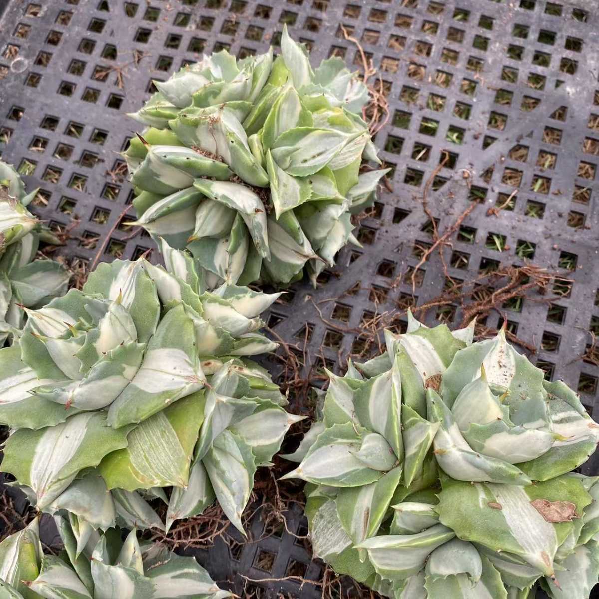 多肉植物 アガベ 王妃雷神白中斑厚い葉株 50株 sttkalimantan.ac.id