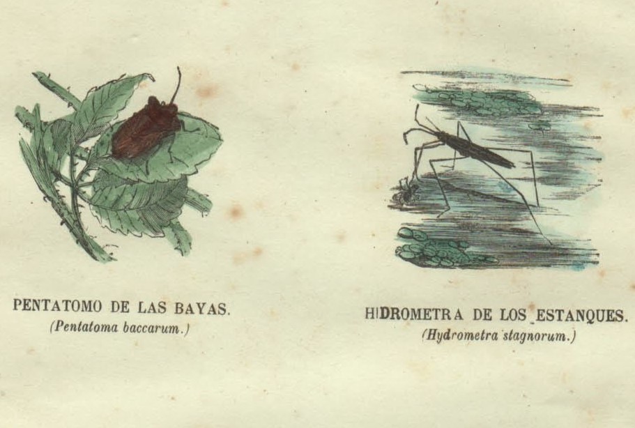 1837 year Spain . thing illustrated reference book steel woodcut hand coloring Pl.45 turtle msi.bchihige turtle msiitoa men bo.biwa is goromo. ton gbiwa is goromo. thing .