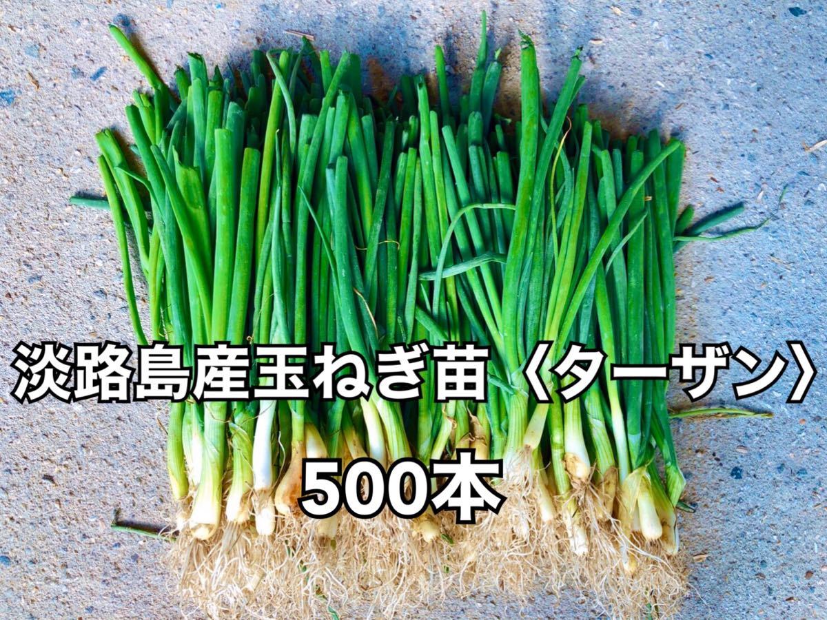 海外花系 玉ねぎ 苗 ターザン 200本 - 通販 - www.stekautomotive.com